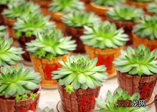 宝石花的风水学应用-宝石花在家居中的作用