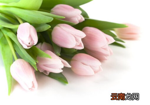 百合花对家居环境的影响-百合花的风水学应用