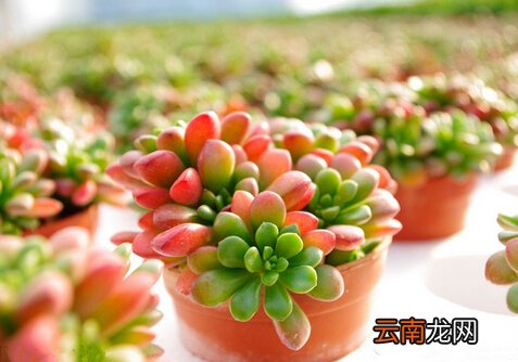 虹之玉与家居风格的搭配-虹之玉在家居中的作用
