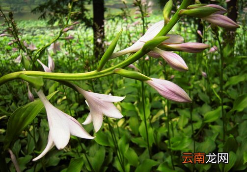 玉簪花的风水学应用-玉簪花的养殖方法