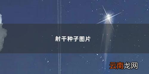 射干的性状特征 射干种子图片