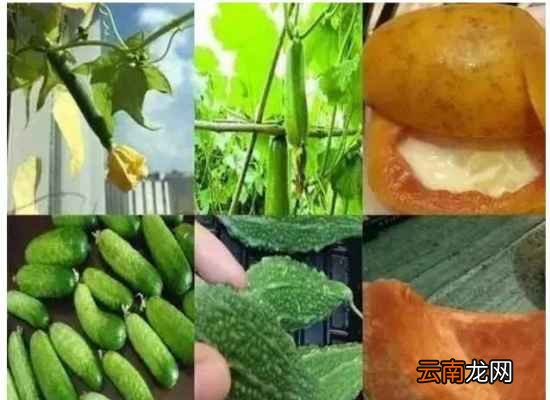 夏天吃什么菜好呢 这六瓜是夏季宝物