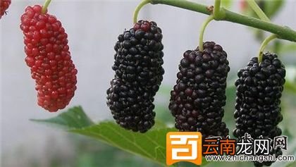 桑葚长白毛还能吃吗？桑葚的营养价值及食用禁忌