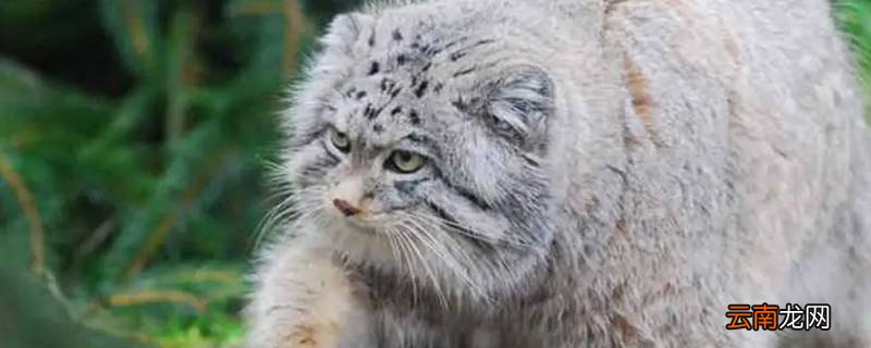 兔狲属于猫科动物吗