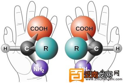 氨基酸对人体的功效和作用_哪些食物富含氨基酸