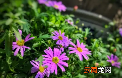 姬小菊盆栽买回来能换盆吗-?姬小菊换盆哪些要注意的