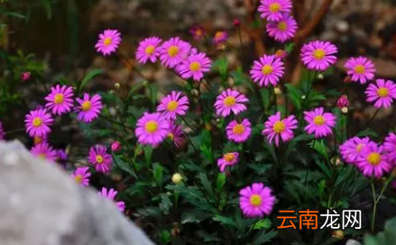 姬小菊盆栽买回来能换盆吗-?姬小菊换盆哪些要注意的