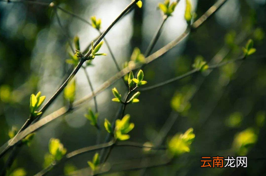 躲春是一天都不能见个别生肖的人吗-躲春一天都不能见相冲生肖吗