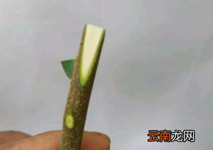 嫁接的季节什么时候好-嫁接一般用什么砧木
