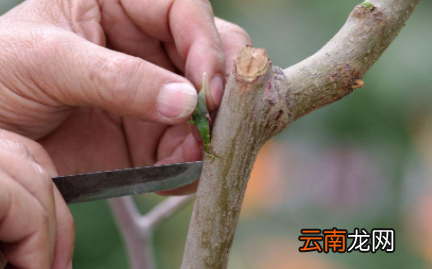 嫁接的季节什么时候好-嫁接一般用什么砧木