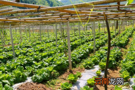 多菌灵可用于蔬菜吗-用多菌灵消毒的土多久能栽菜