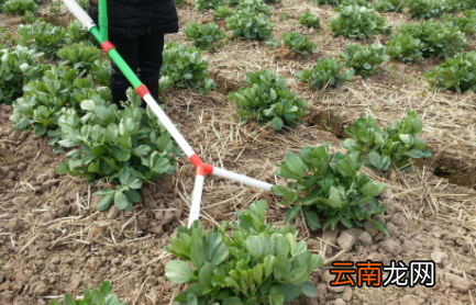 多菌灵可用于蔬菜吗-用多菌灵消毒的土多久能栽菜