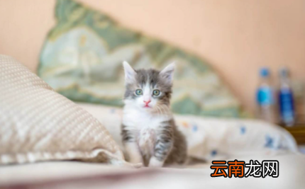 怎么判断猫咪有没有软便-猫咪有些软便是因为什么