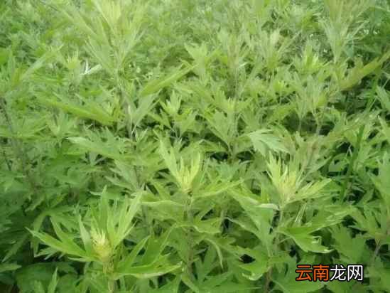 艾叶的功效及吃法 艾叶煮鸡蛋好吃极了