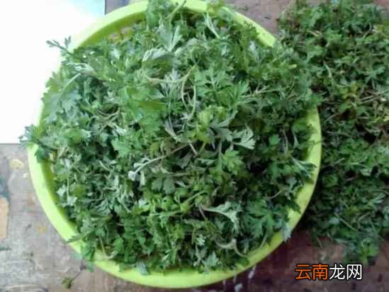 艾叶的功效及吃法 艾叶煮鸡蛋好吃极了