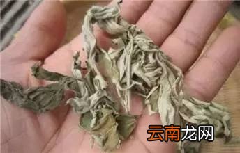 艾叶的功效及吃法 艾叶煮鸡蛋好吃极了