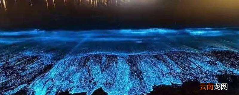 蓝眼泪厦门原理