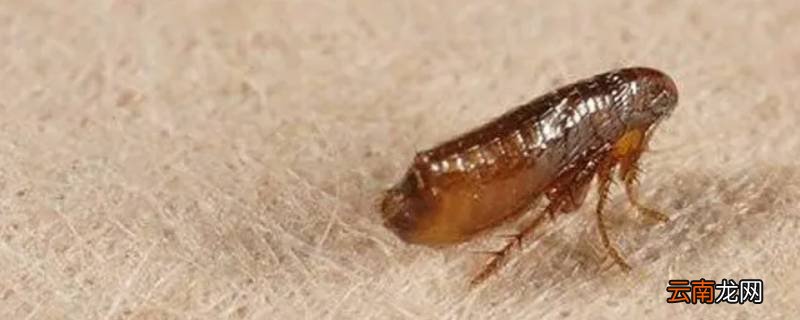 跳蚤是微生物吗