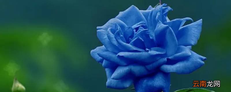 33朵蓝玫瑰花语是什么意思
