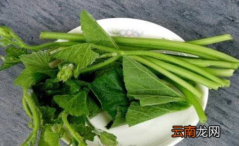 南瓜藤的功效与吃法 南瓜藤竟有这么多好处