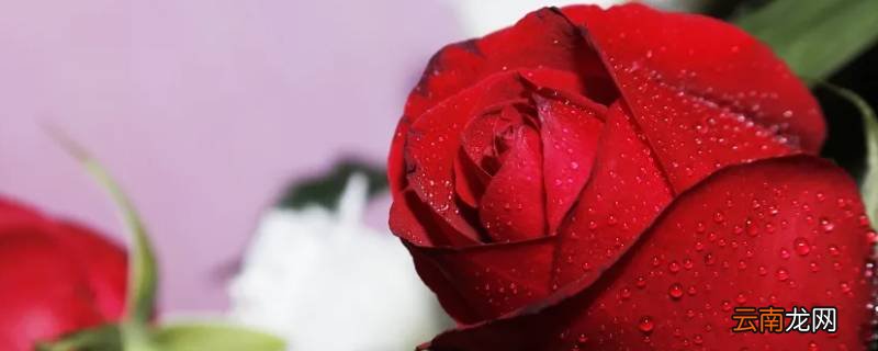 玫瑰花束怕冻吗