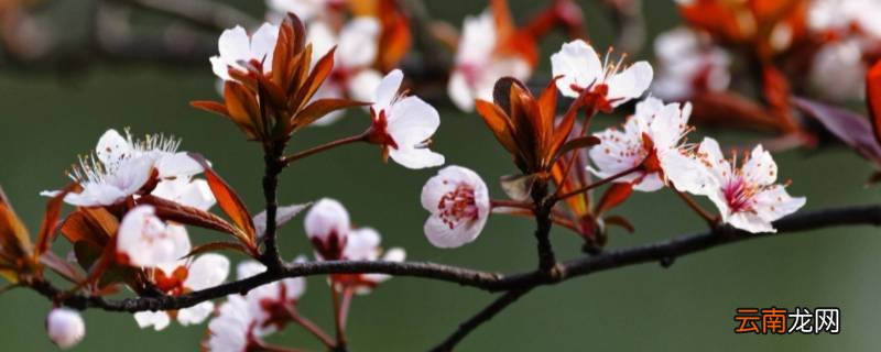 樱花是什么味道