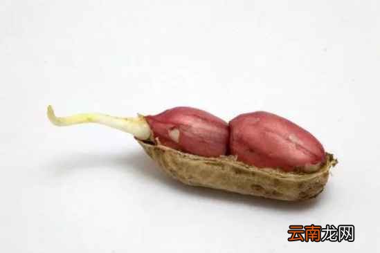 蔬菜发芽还能吃吗 大蒜发芽竟还有奇效