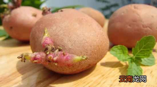 蔬菜发芽还能吃吗 大蒜发芽竟还有奇效