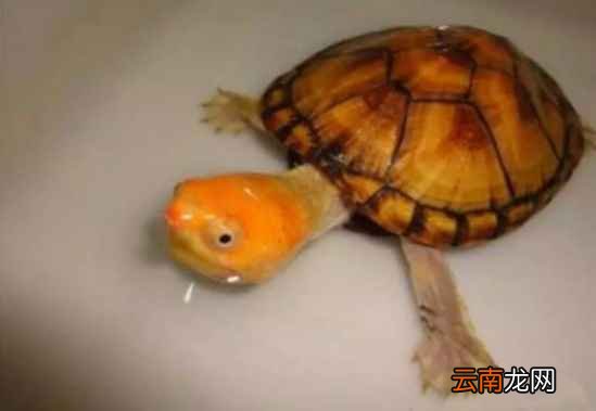 常见的潜力龟种 这五种非常有潜力