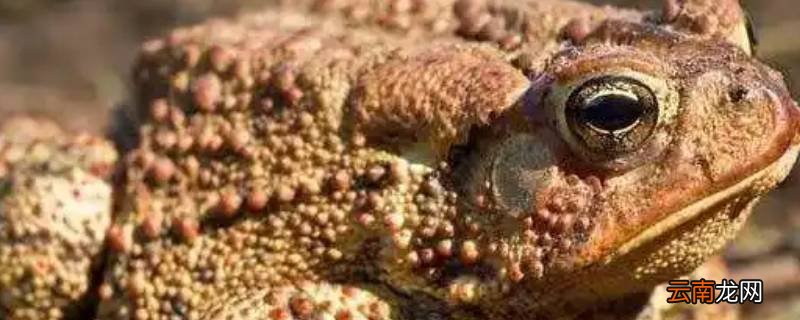 蟾蜍冬天出来代表什么