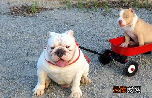美国恶霸犬是什么？美国恶霸犬怎么养？