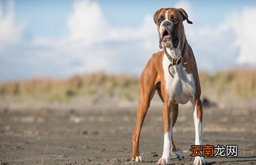 拳师犬的简介-拳师犬怎么喂养?