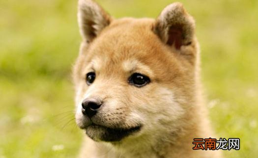 秋田犬是什么品种？秋田犬怎么养？