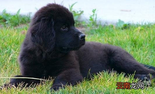 纽芬兰犬是什么狗？纽芬兰犬如何喂养？