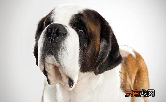 圣伯纳犬如何训练？圣伯纳犬怎么养？