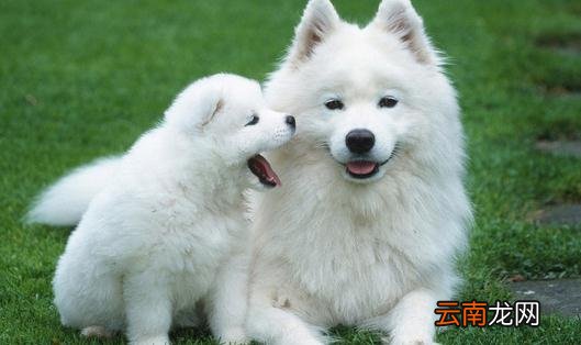 萨摩耶怎么养?萨摩耶犬多少钱能买?