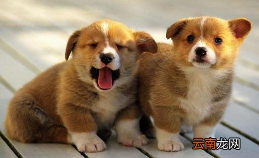 柯基犬如何喂养？柯基犬怎样训练？