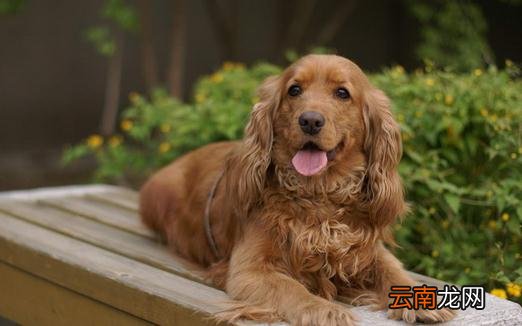 可卡犬多少钱一条？可卡犬怎么训练？