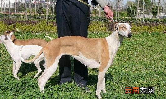 灵缇犬如何喂养?灵缇犬是什么狗?