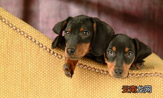 腊肠犬如何喂养？腊肠犬多少钱？