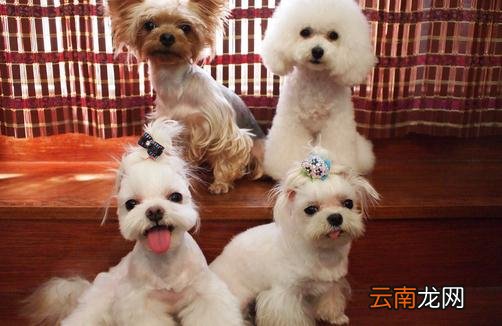 马尔济斯犬如何喂养？马尔济斯犬怎样训练？