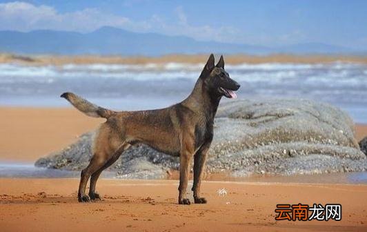 马犬多少钱一条？马犬如何喂养？