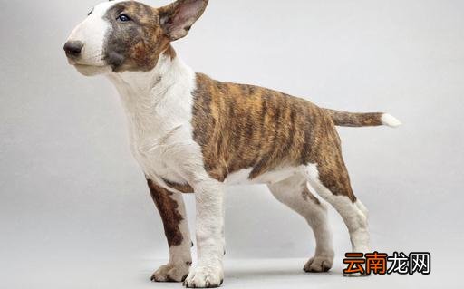 牛头梗犬是怎样的？牛头梗犬怎么训练？