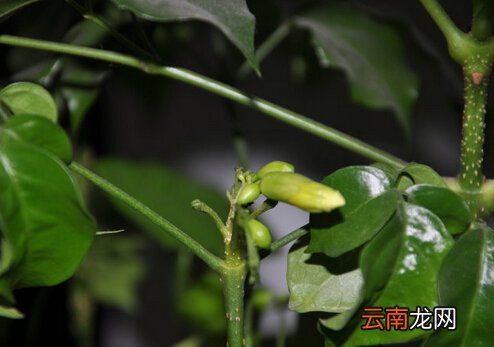 元宝树对环境的影响-元宝树的养护方法