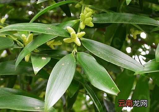 竹柏的风水学应用-竹柏的养殖方法