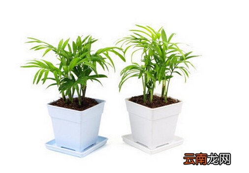 袖珍椰子的风水学应用-袖珍椰子与家居风格的搭配
