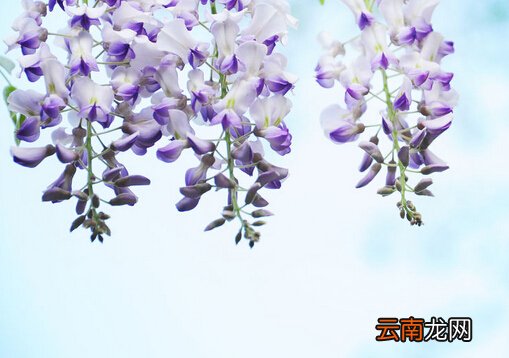 紫藤花的风水学应用-紫藤花在家居中的作用