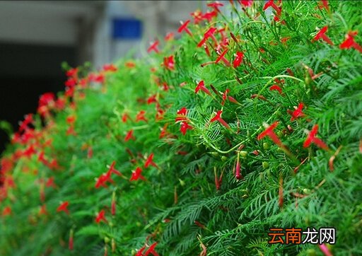 茑萝与家居风格的搭配-茑萝在家居中的作用