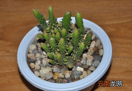 姬珊瑚的风水学应用-姬珊瑚在家居中的作用