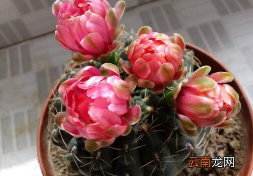 绯花玉与家居风格的搭配-绯花玉在家居中的作用